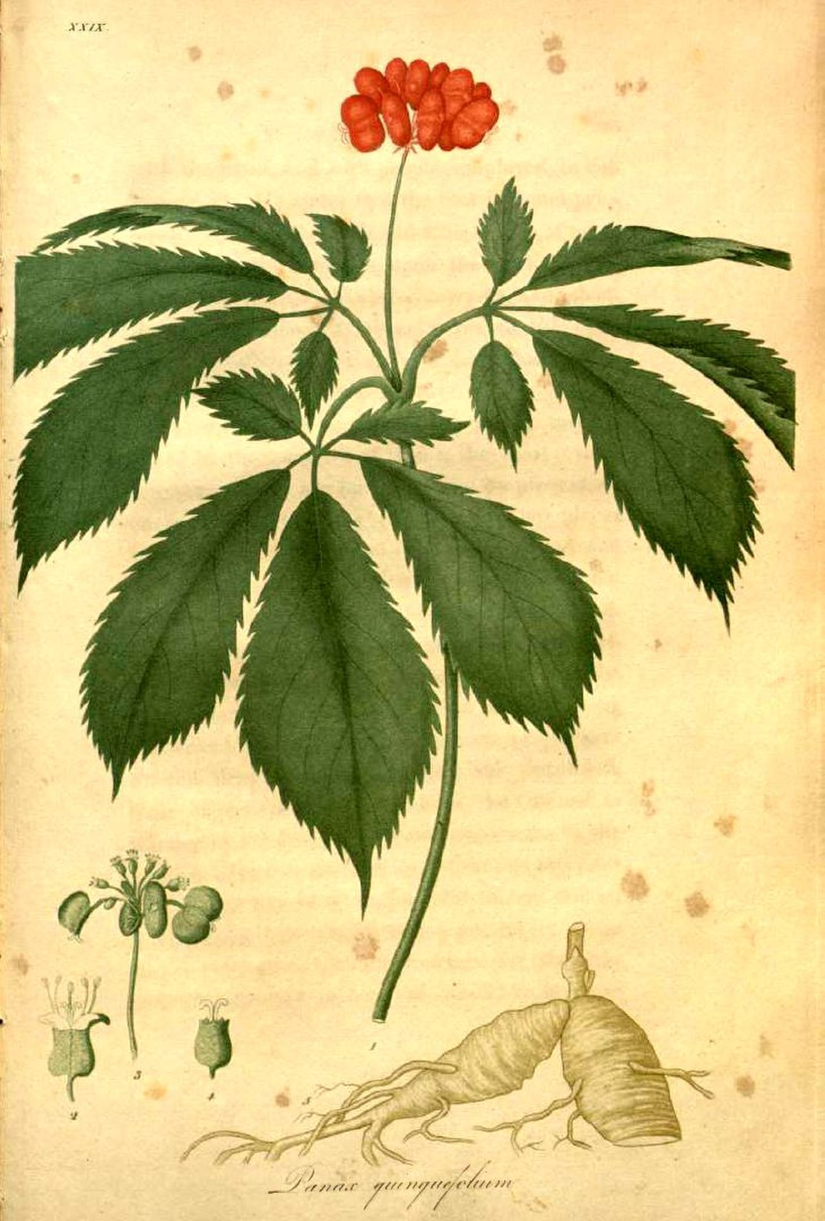 Panax quinquefolius