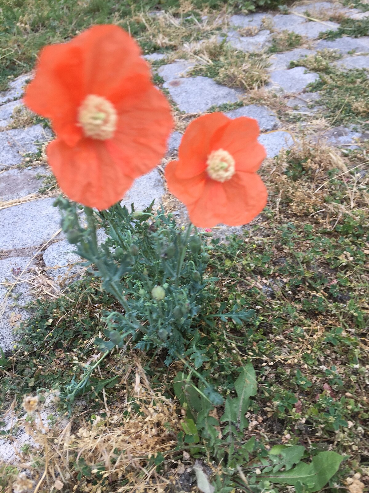 Papaver armeniacum