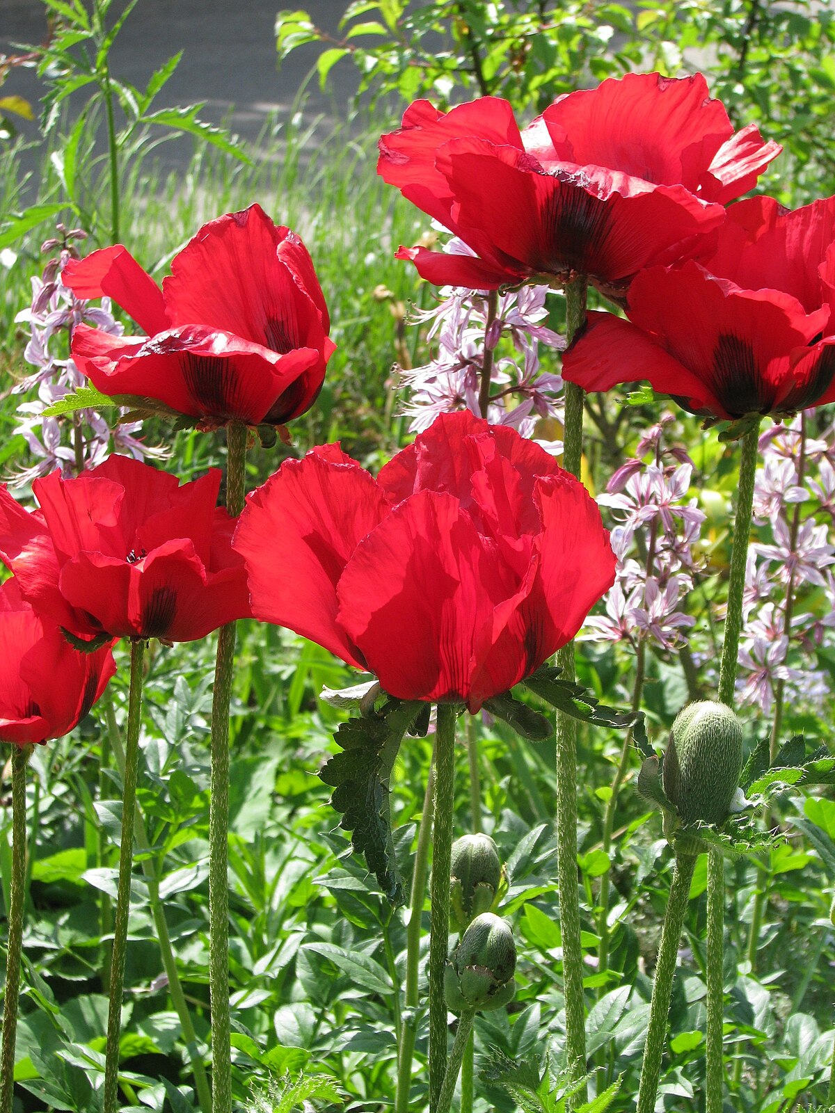 Papaver bracteatum