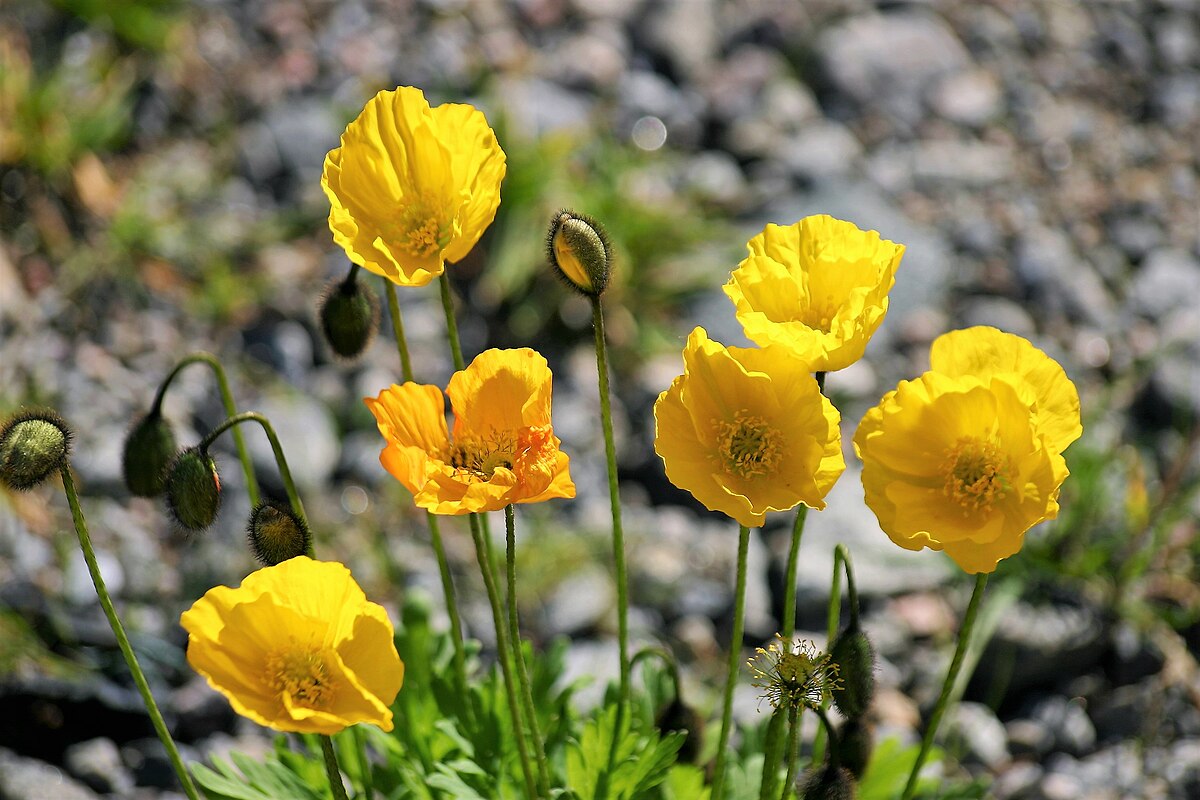 Papaver nudicaule