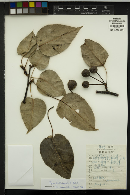 Pyrus bretschneideri DS