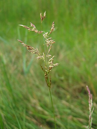 Puccinellia