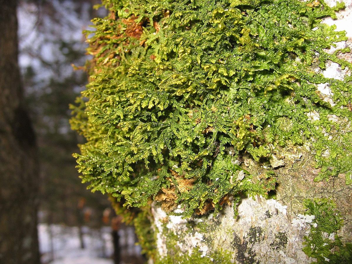 Porella chinensis