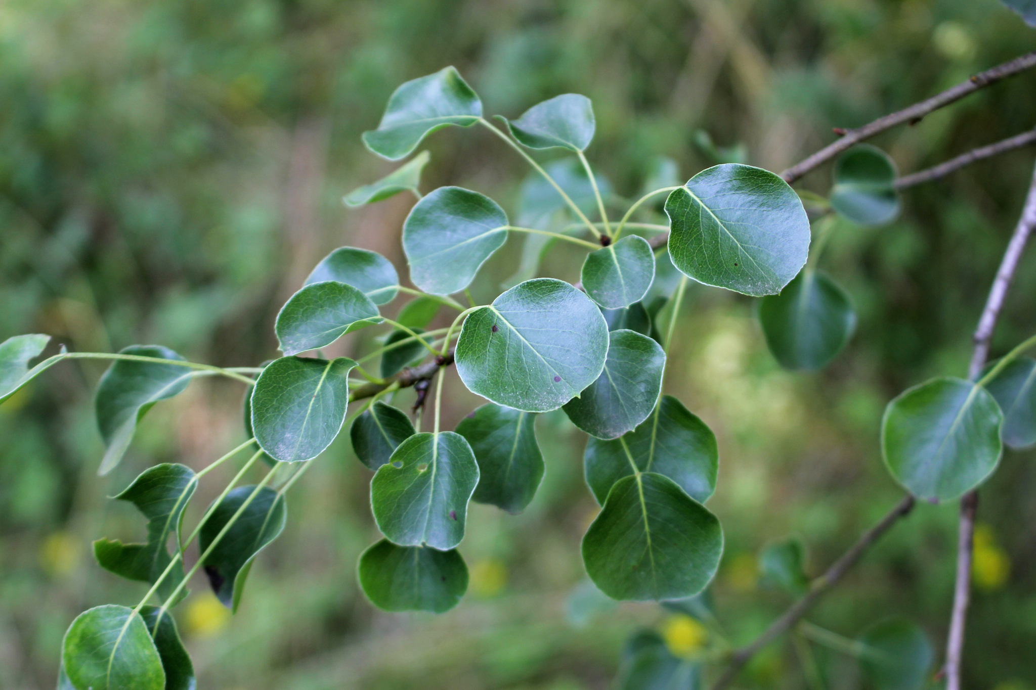 Pyrus communis KFL