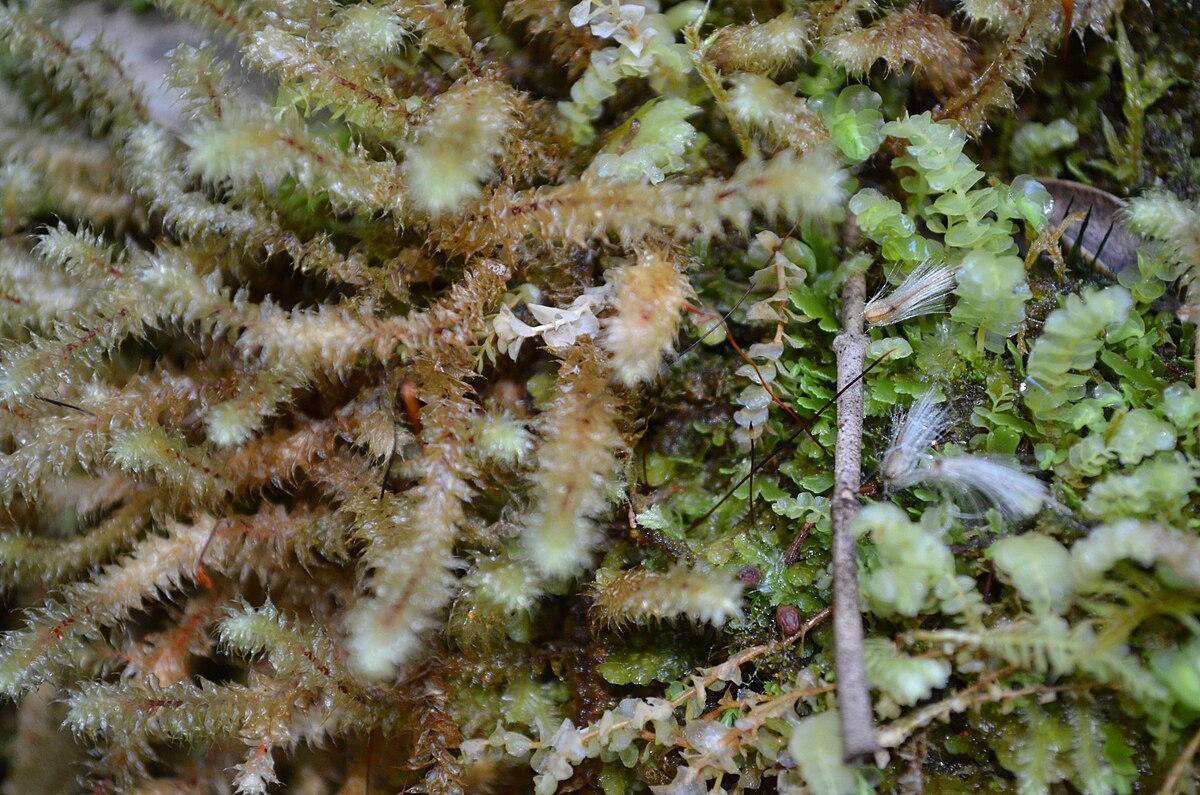 Ptychomnion cygnisetum