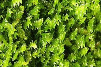 Plagiothecium
