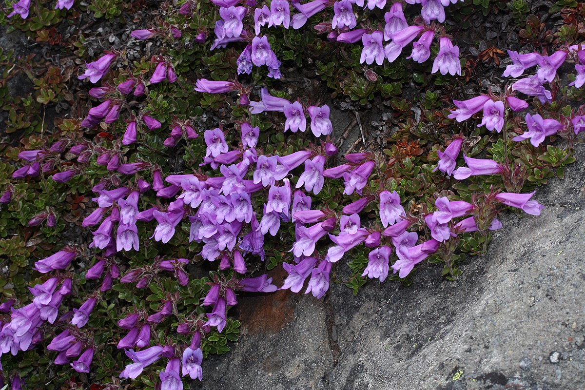 Penstemon davidsonii