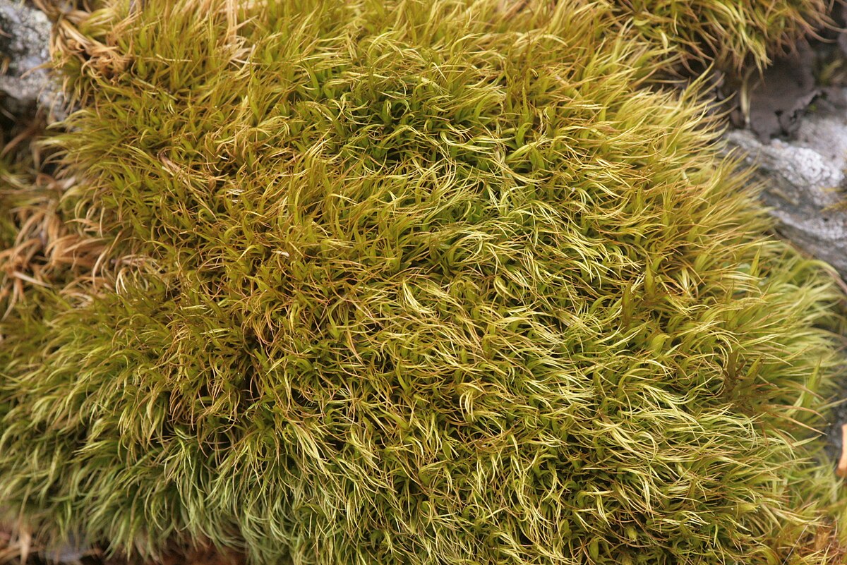 Paraleucobryum enerve