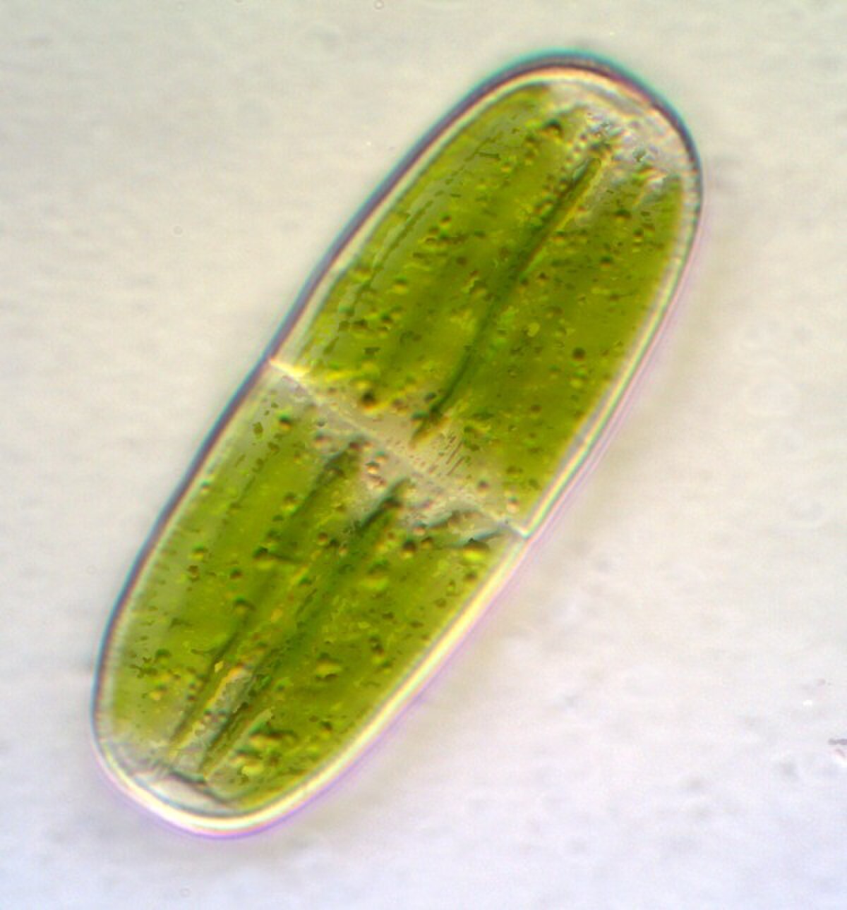 Penium margaritaceum