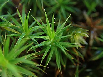 Polytrichastrum formosum