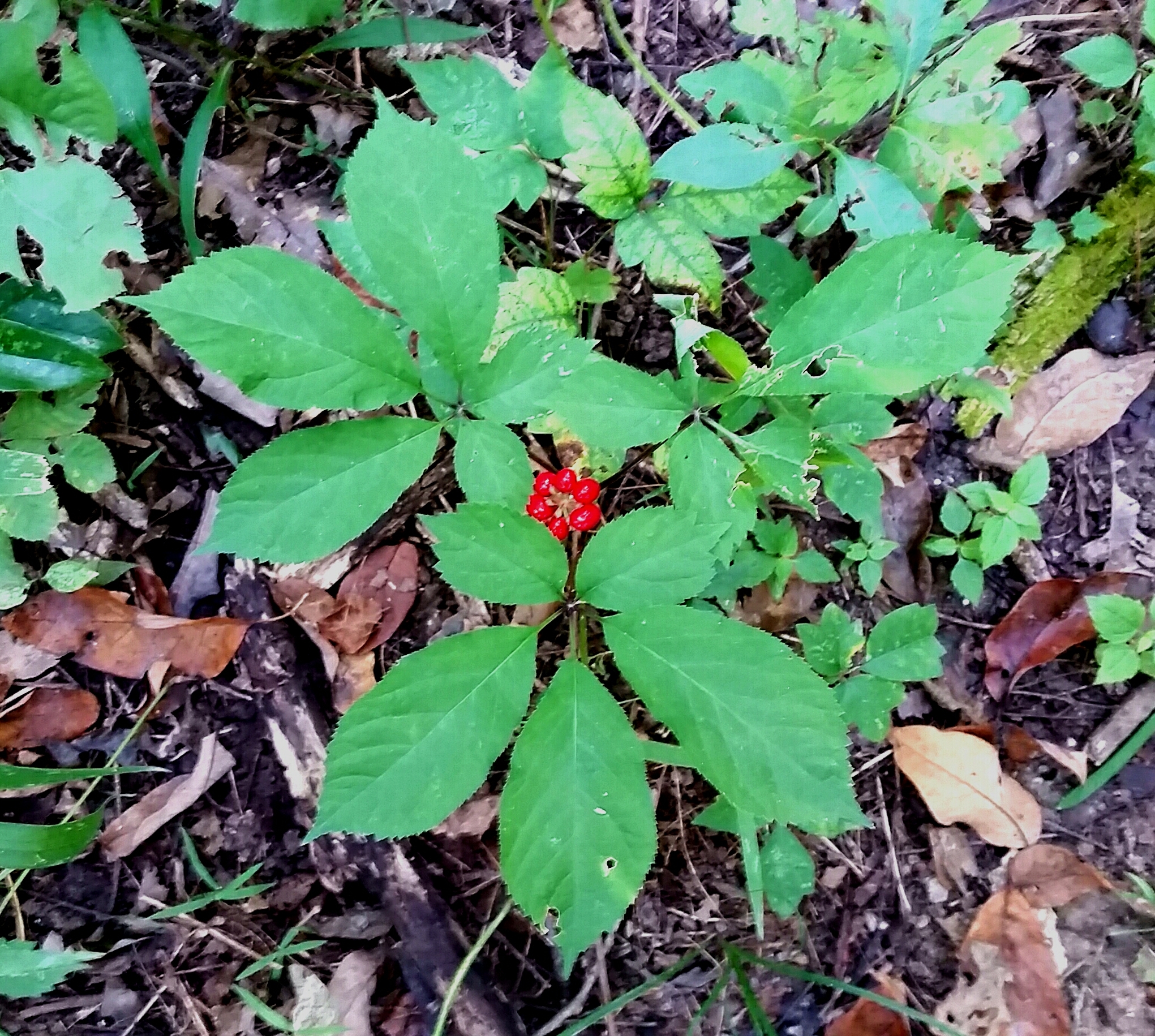 Panax ginseng