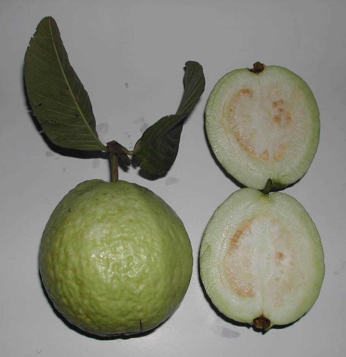 Psidium guajava var. New Age