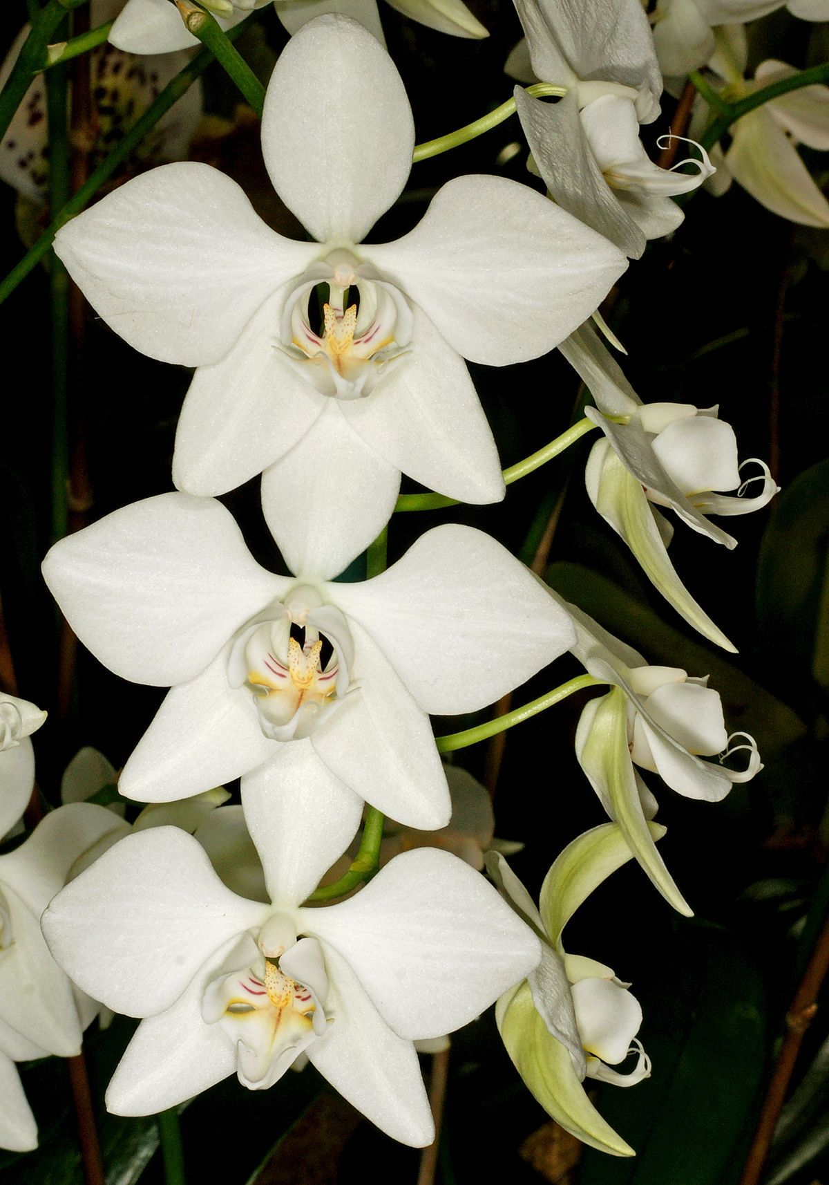 Phalaenopsis aphrodite