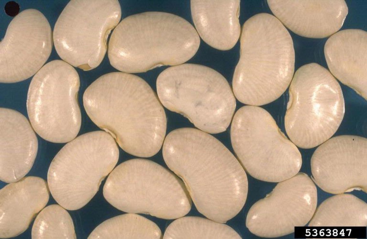 Phaseolus lunatus
