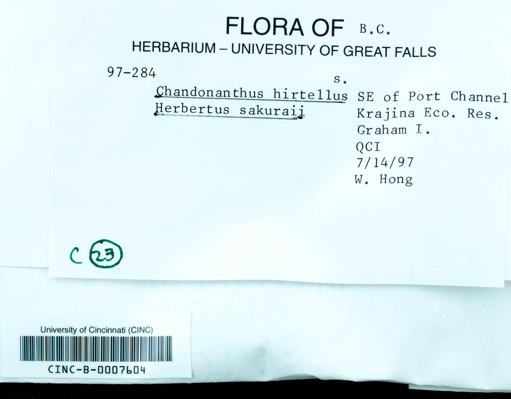 Plicanthus hirtellus