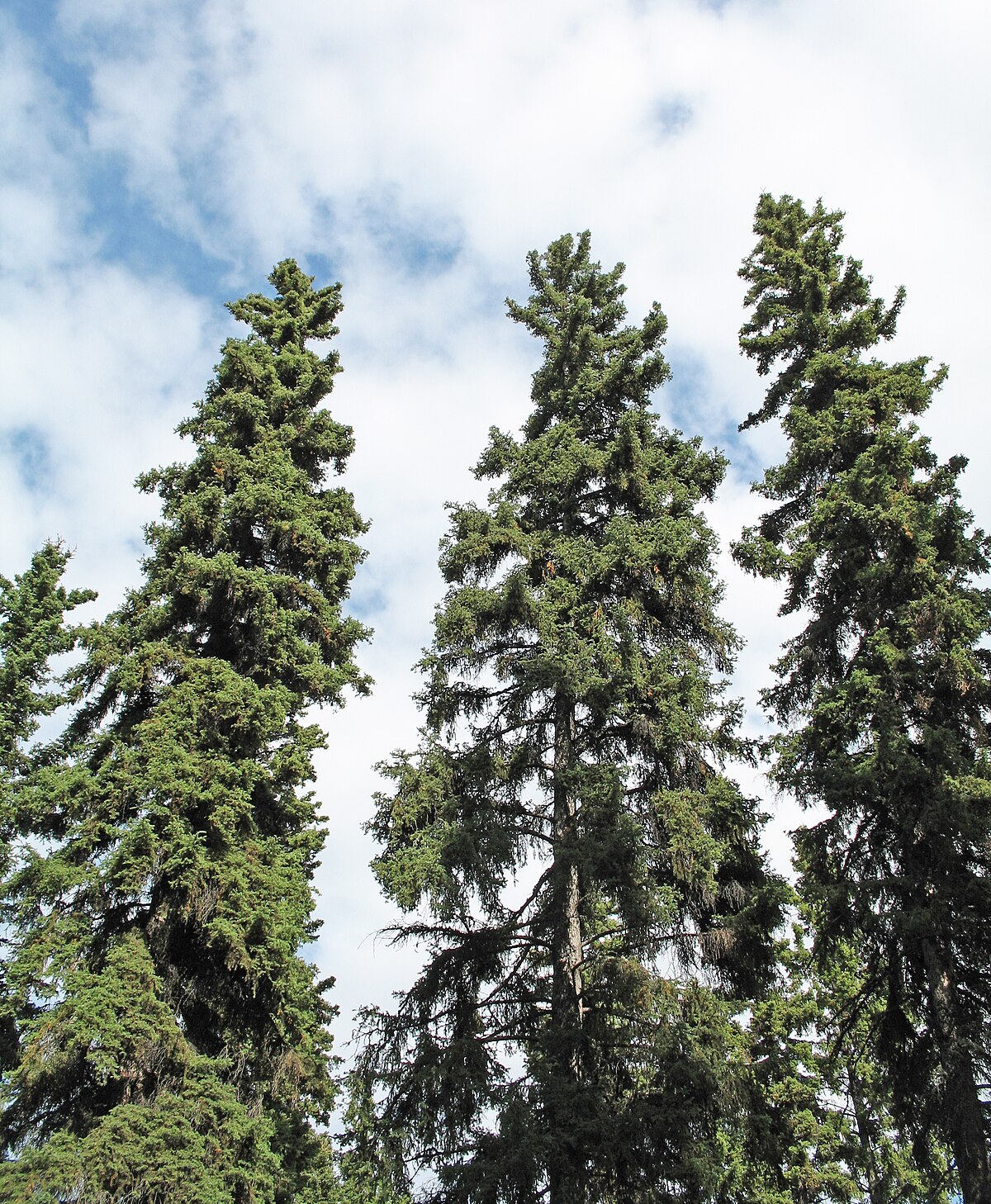 Picea glauca