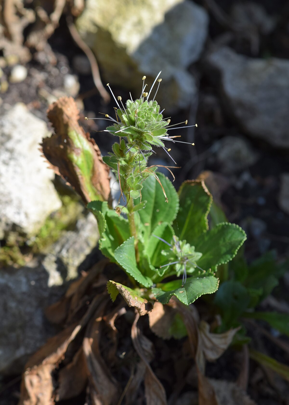 Picrorhiza kurrooa