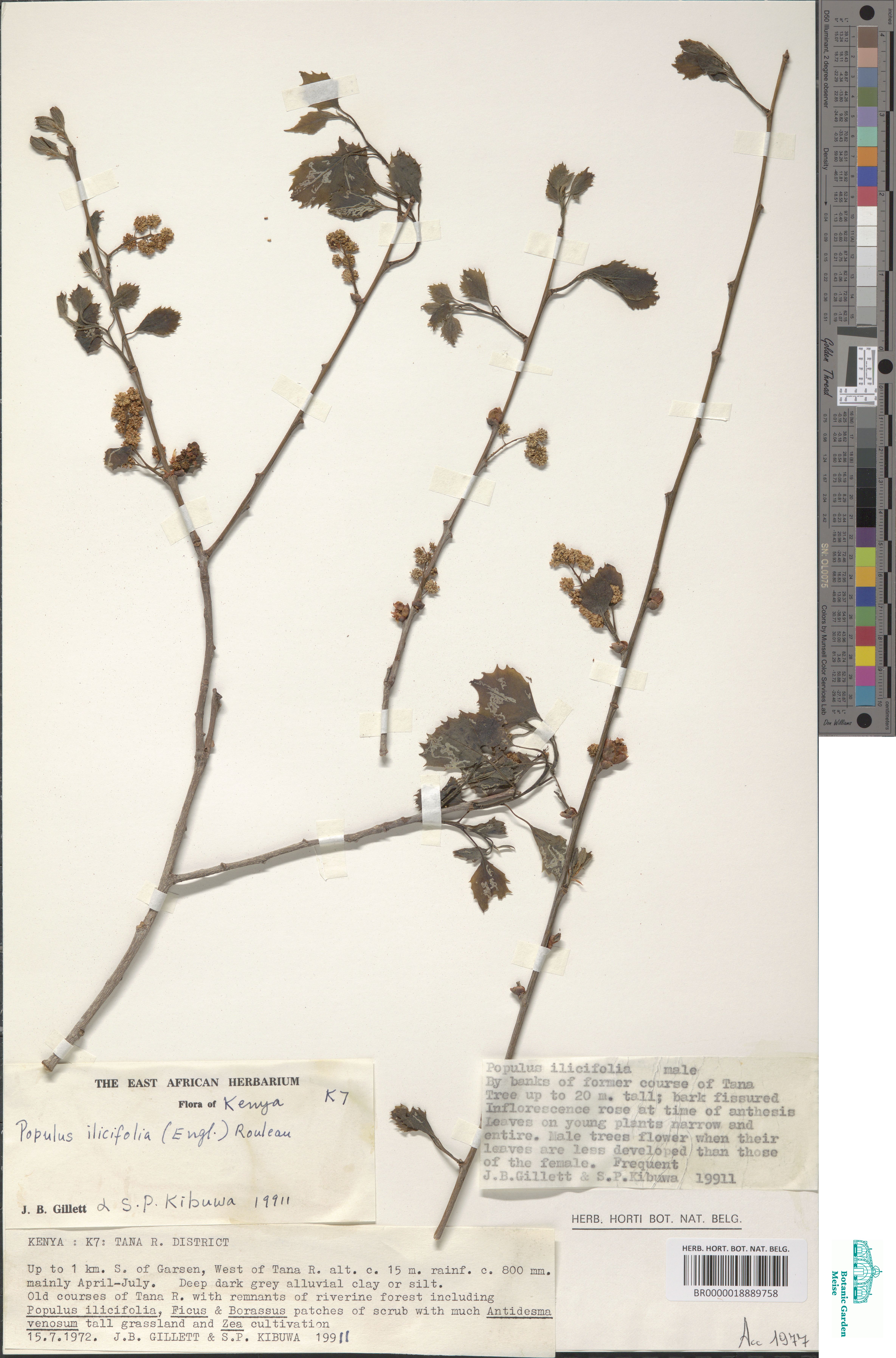 Populus ilicifolia