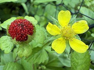 Potentilla indica