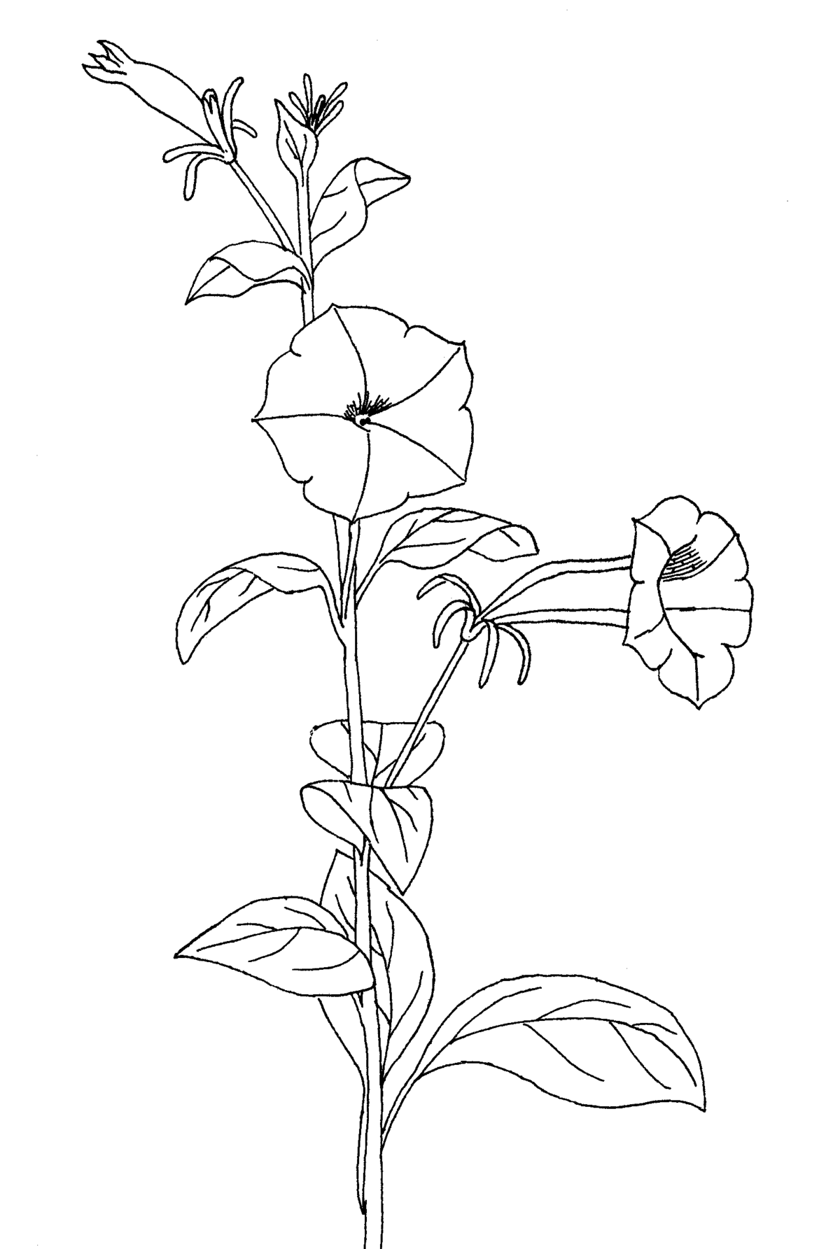 Petunia inflata