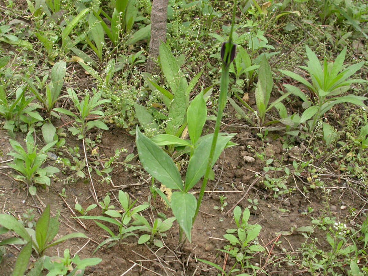 Pinellia pedatisecta