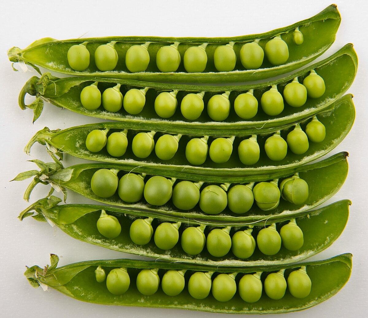 Pisum sativum
