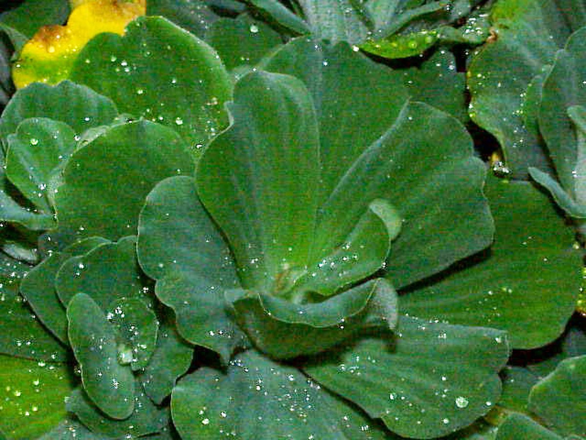 Pistia stratiotes