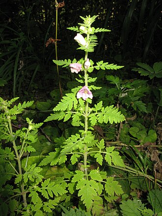 Phtheirospermum japonicum
