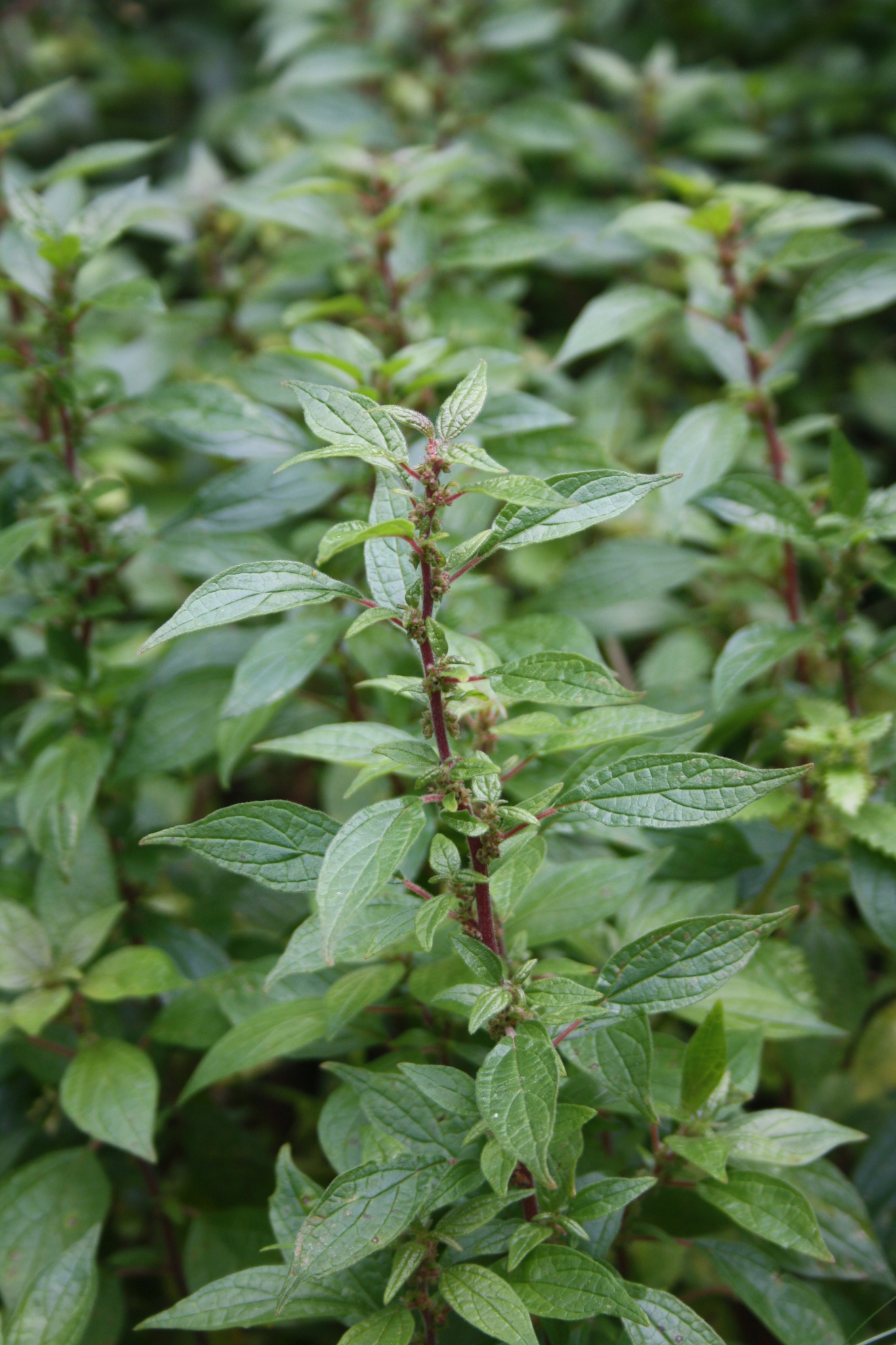 Parietaria judaica