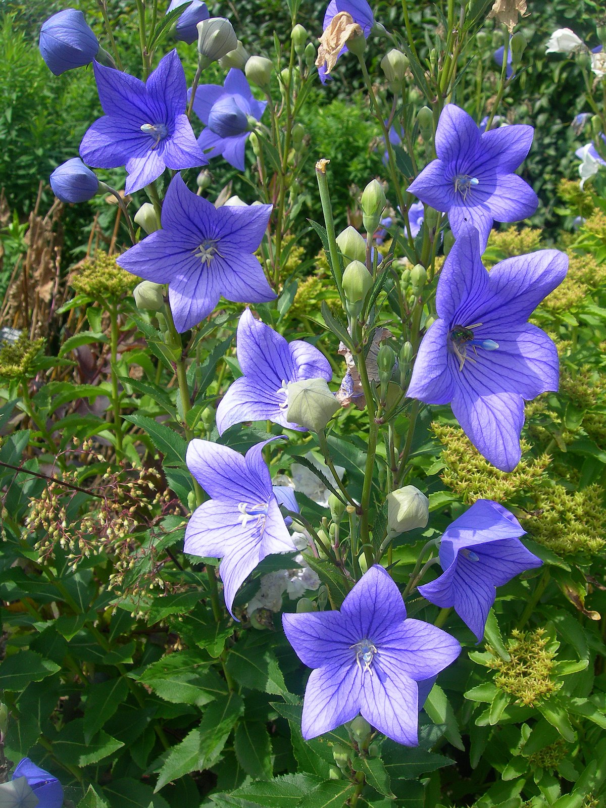 Platycodon grandiflorus
