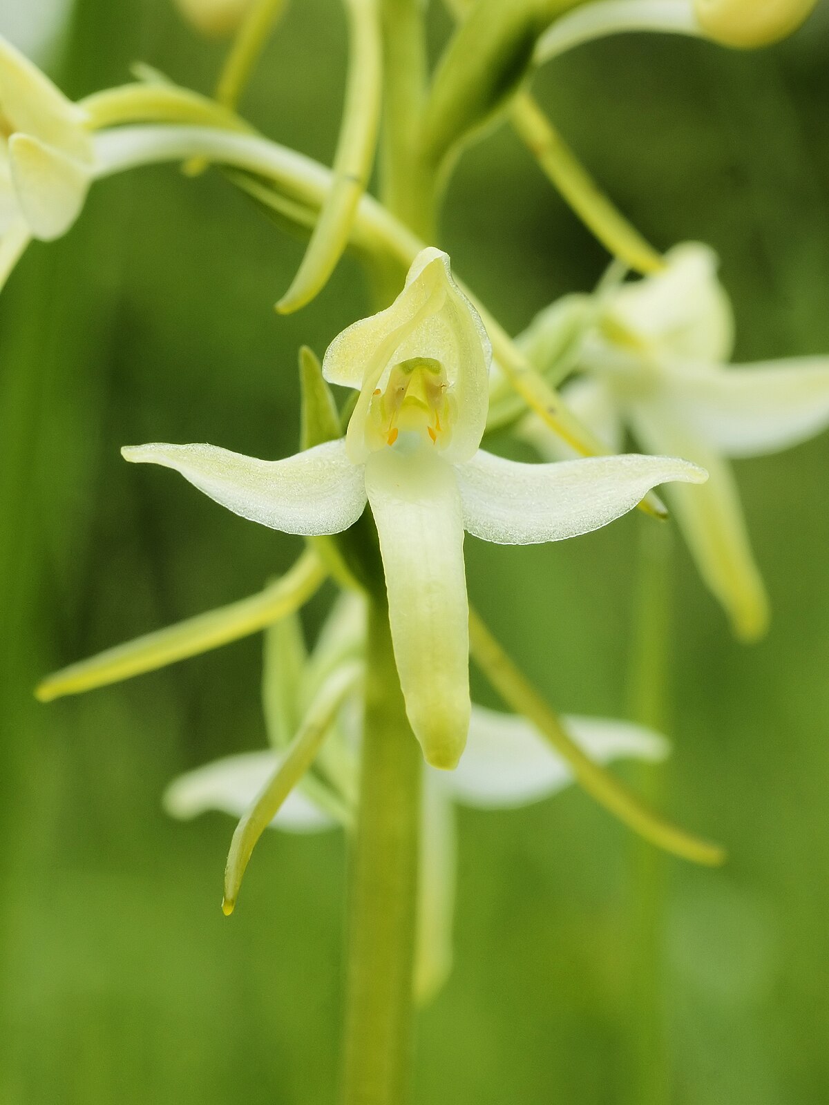Platanthera zijinensis