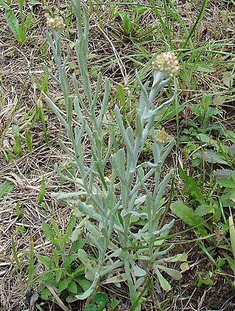 Pseudognaphalium luteoalbum