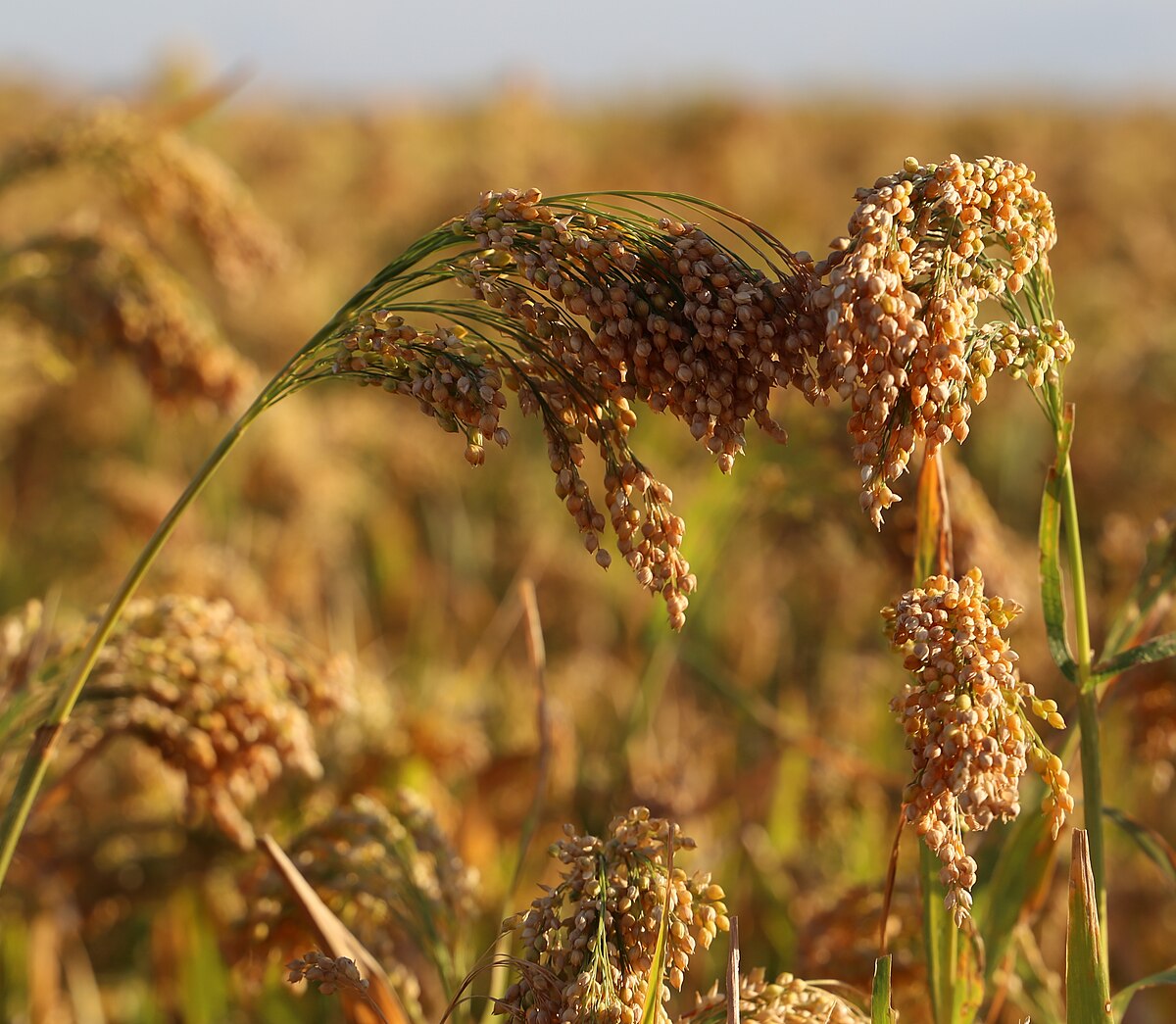 Panicum miliaceum AJ8