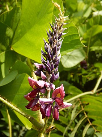 Pueraria montana