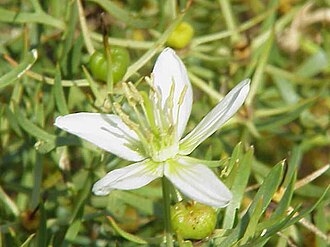 Peganum
