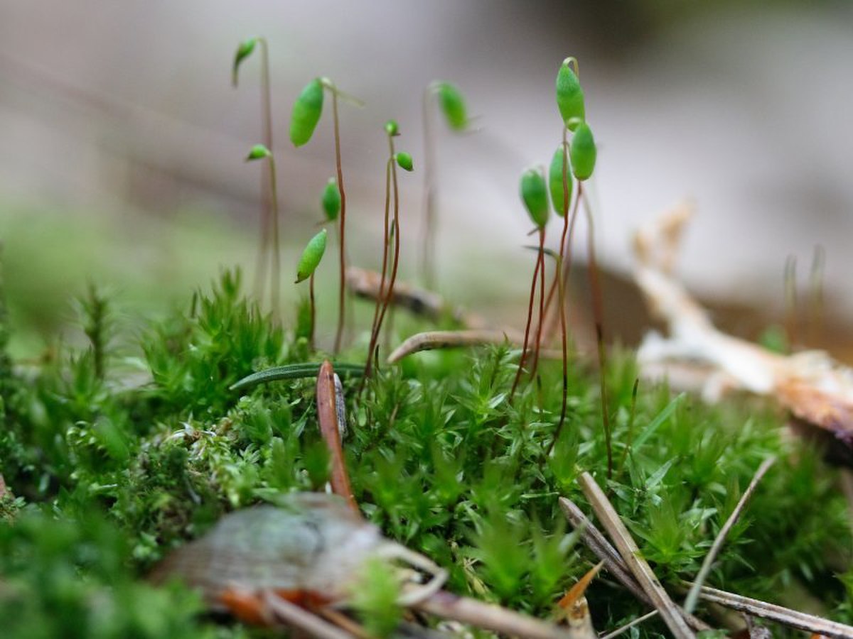 Pohlia nutans