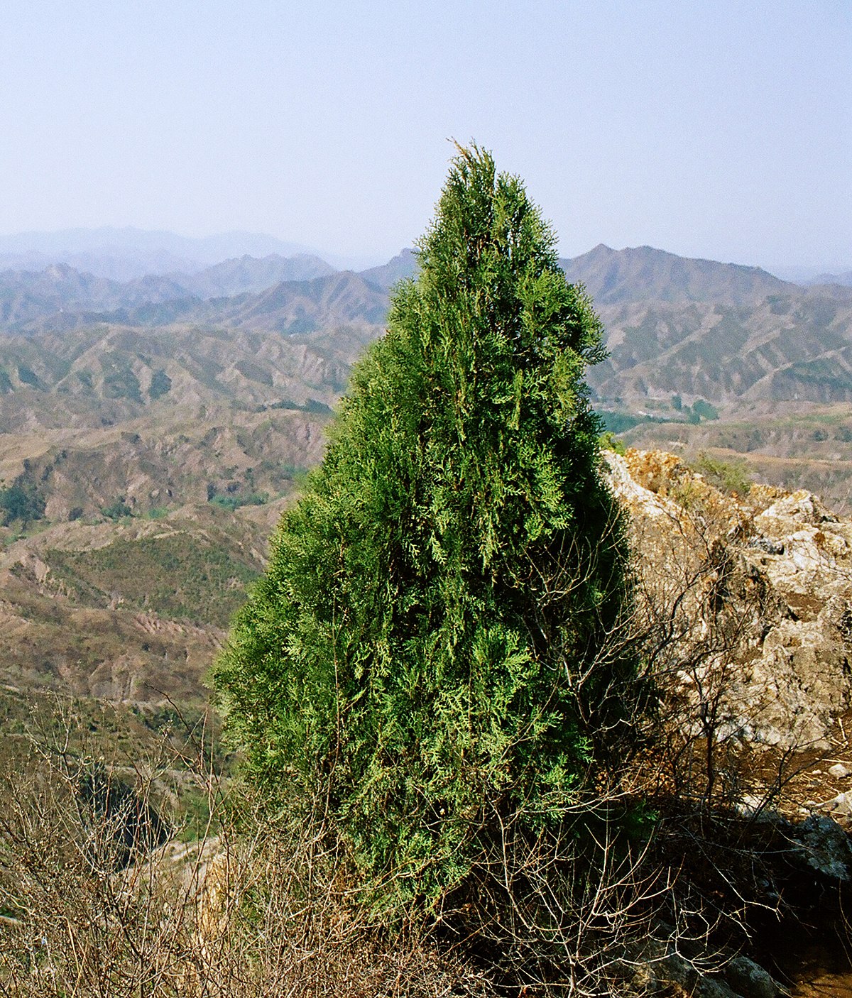 Platycladus orientalis