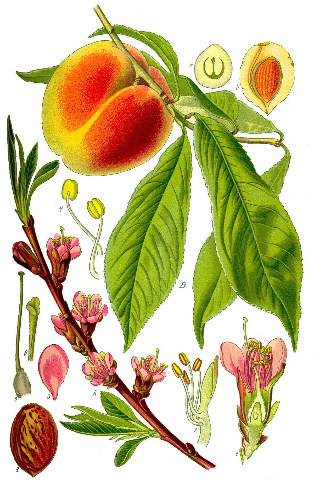 Prunus persica ZSH