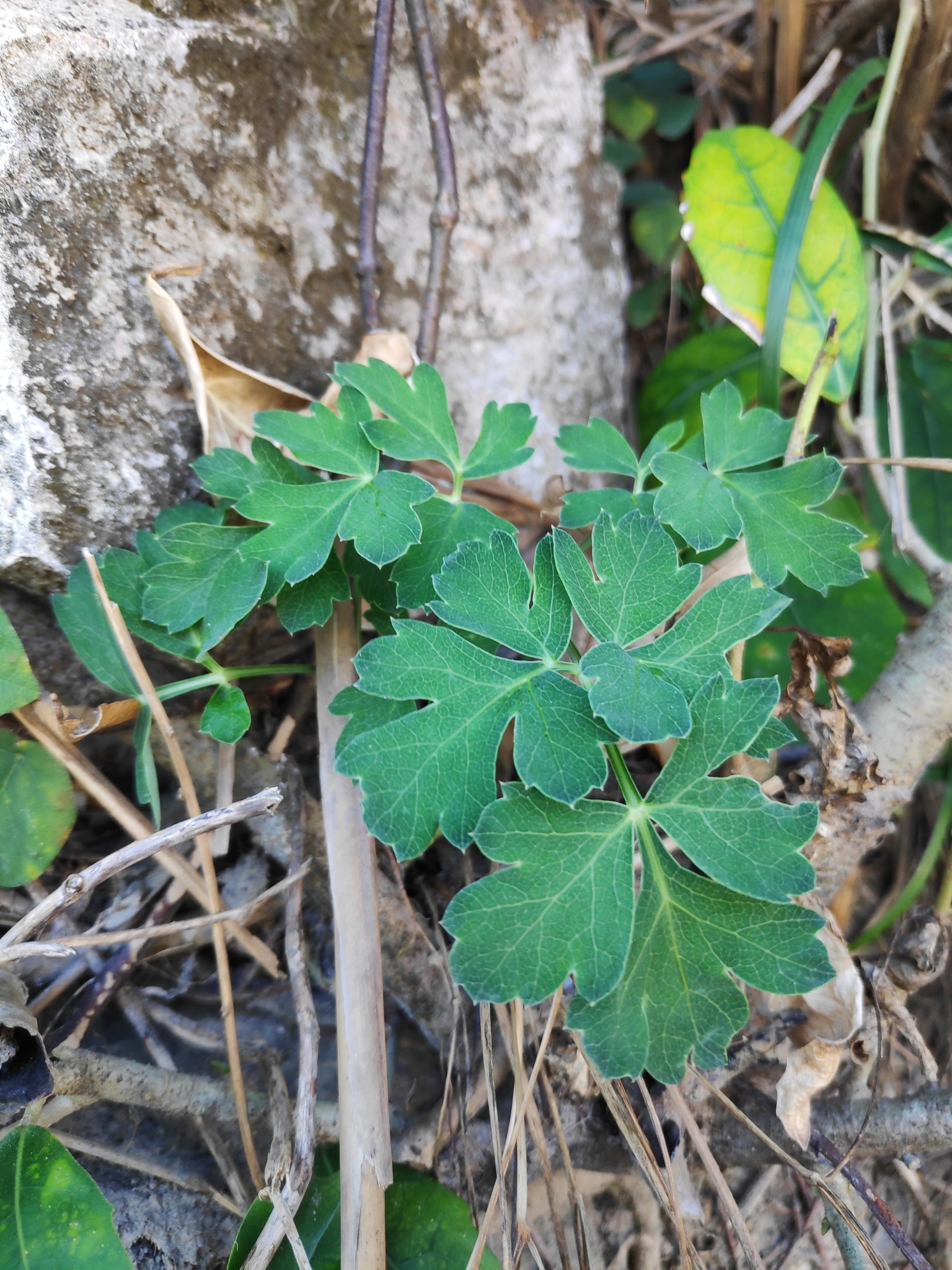 Peucedanum praeruptorum