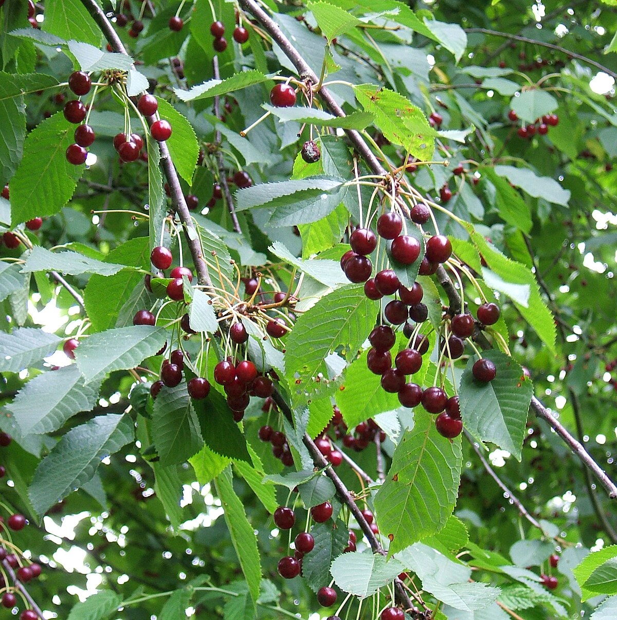 Prunus avium
