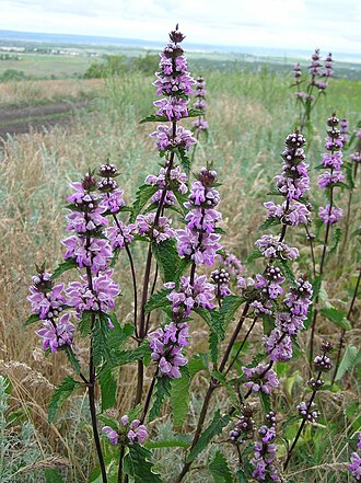 Phlomoides rotata