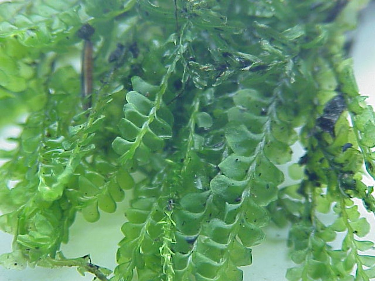 Plagiochila semidecurrens