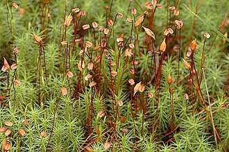 Polytrichaceae