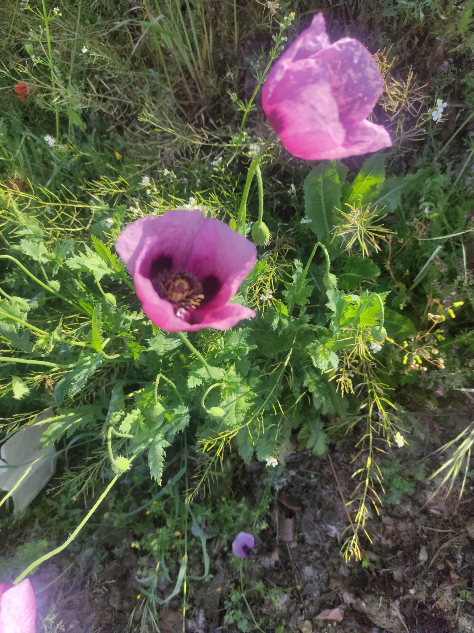 Papaver somniferum