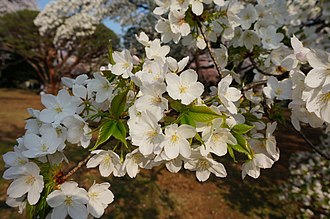 Prunus speciosa