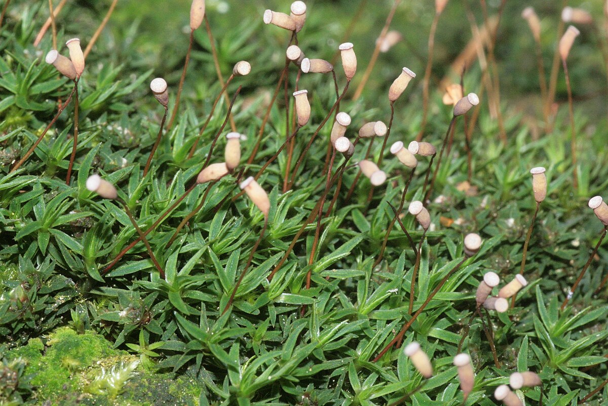 Pogonatum subfuscatum