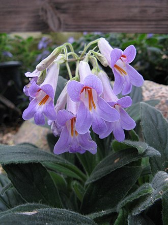 Primulina tabacum