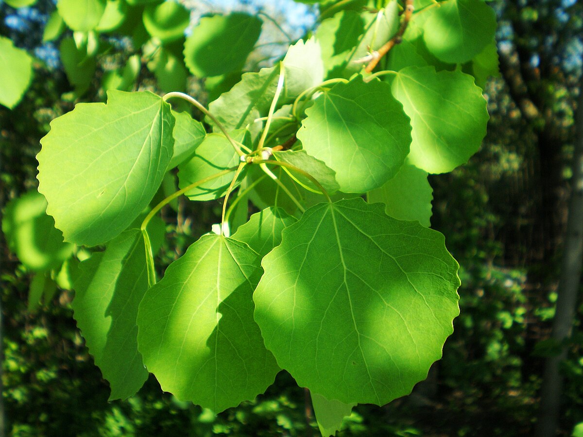 Populus tremula x Populus alba 717