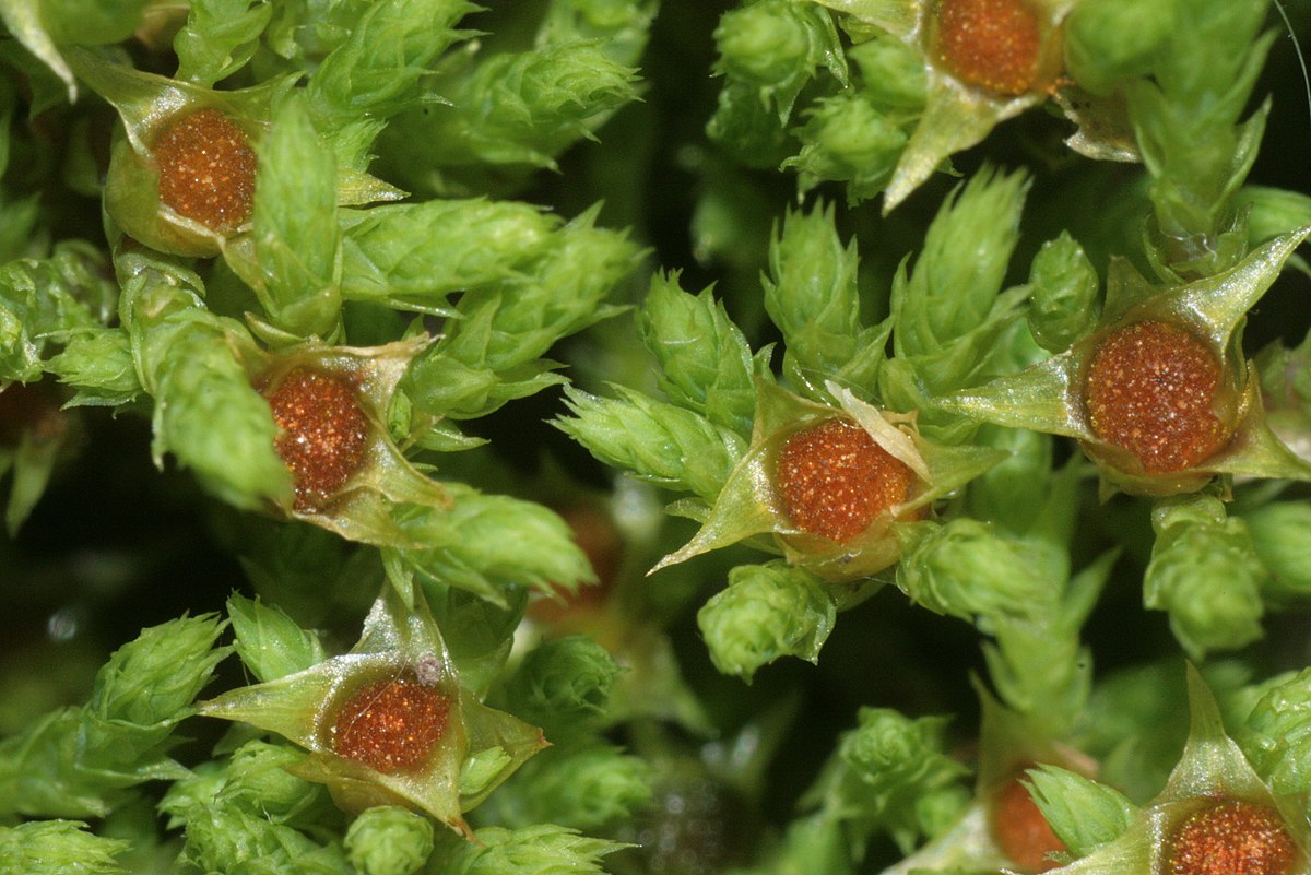 Philonotis turneriana