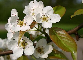 Pyrus ussuriensis x Pyrus communis